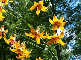 Lys du Canada - Lilium canadense