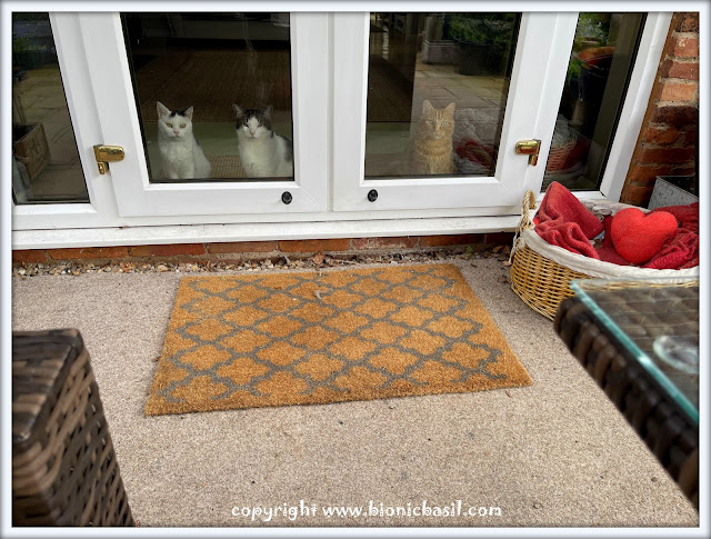 The BBHQ Midweek News Round-Up ©BionicBasil® Smooch, Melvyn and Fudge Waiting at The Door