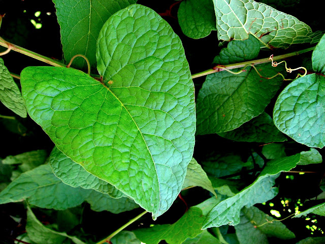 La clorofila forma parte de la plantas