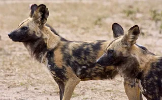 Most Populous Animal in Every African Country