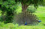 Pavo real en los jardines - Aves exóticas