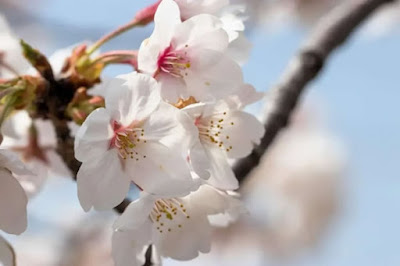 sakura somei yoshino