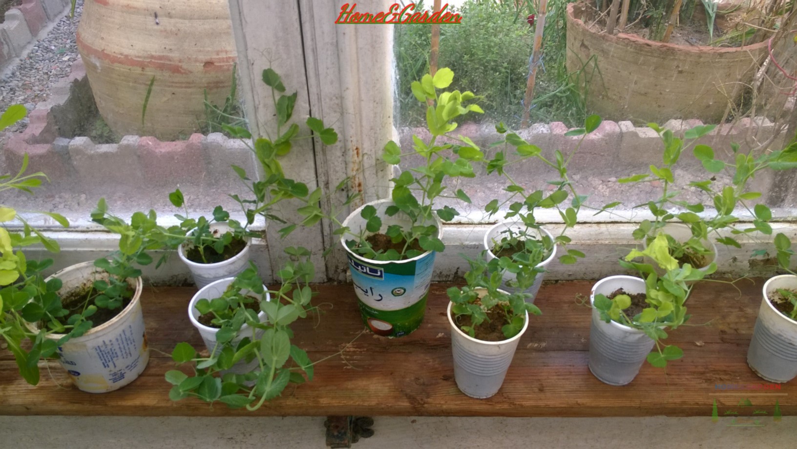 Peas prefer a sunny spot but not extreme heat or too much wind. Most peas are climbers so you will need some type of trellis. In this video i show you how to transplant peas seedlings.