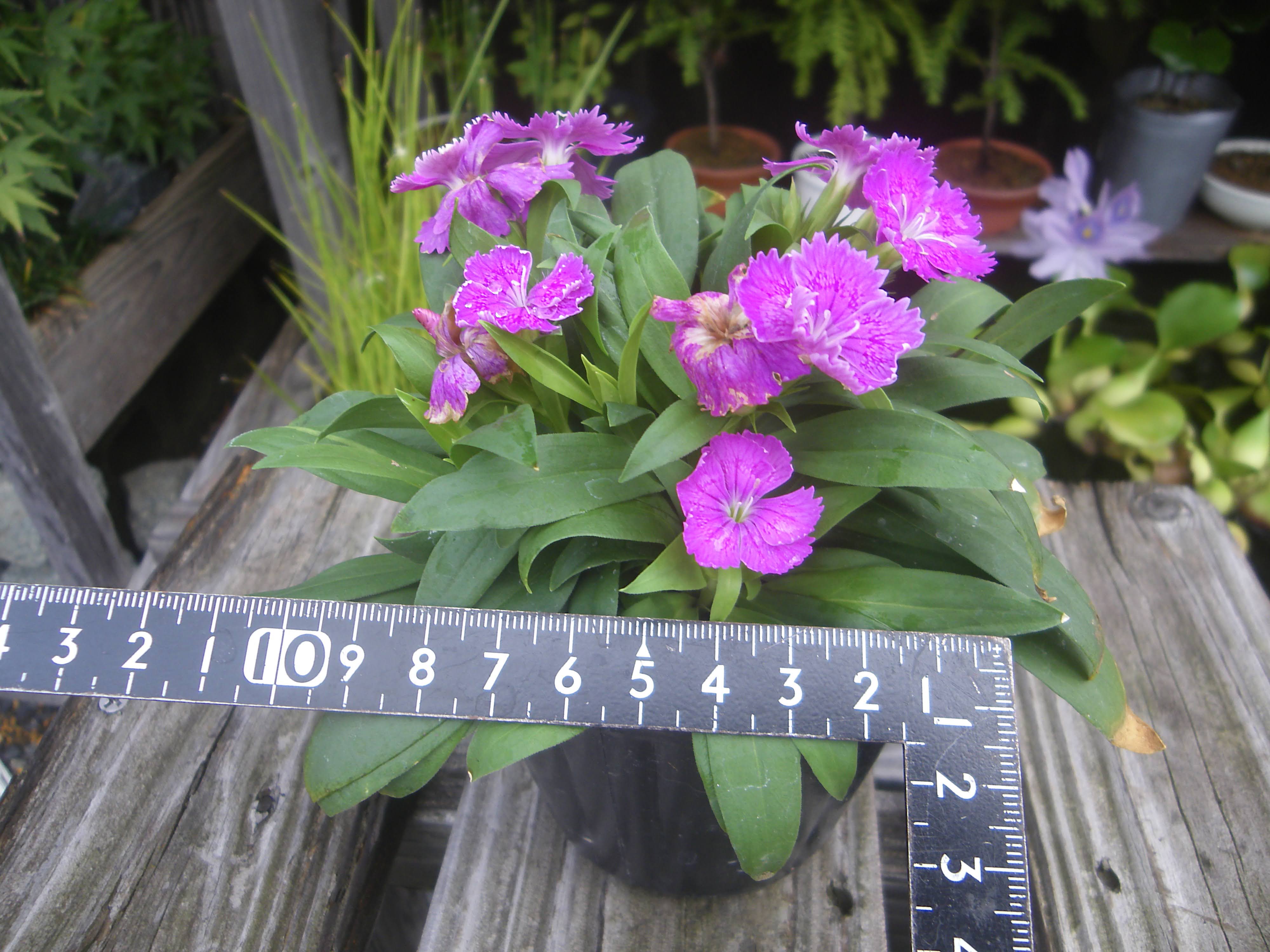 ナデシコ 撫子 の育て方 小さな鉢植えでたくさんの花を楽しむ メダカの大工