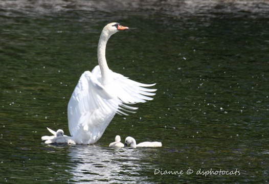 IMG_4174 Swans in Posing