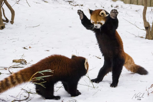 Red Panda - Panda Rojo