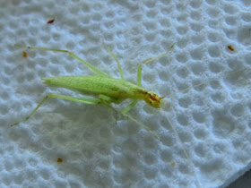 katydid instar