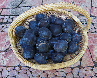 Basket of Fresh Prune Plums