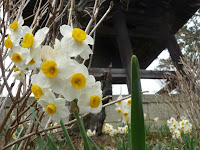 鐘楼堂のスイセンの花。