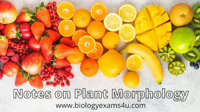 short notes on plant morphology