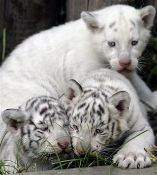 White tiger cubs together