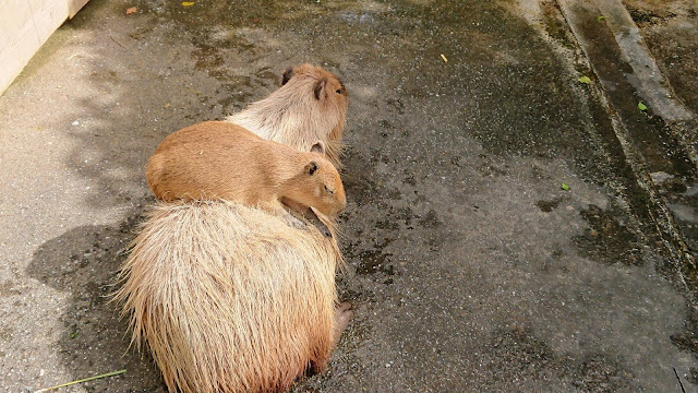 ネオパークオキナワ 沖縄 ふれあい広場 カピバラ