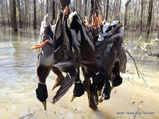 North Texas Duck Hunting|North Texas Duck Hunts|North Texas Retriever Trainers