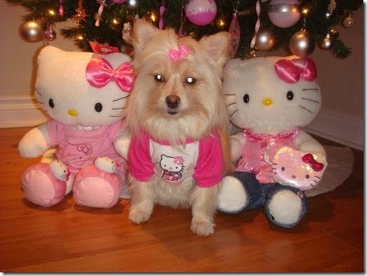 perro hello kitty migallinero.blogspot. com(6)