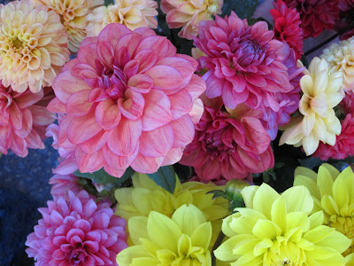 Mixed color Dahlias