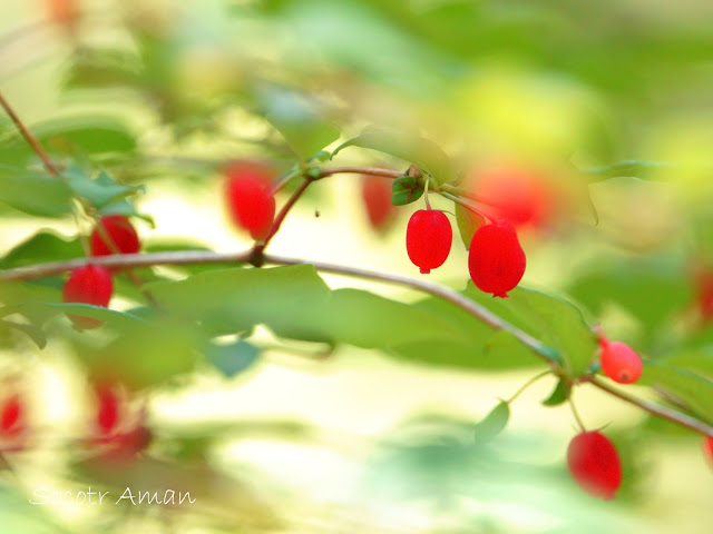 Lonicera gracilipes