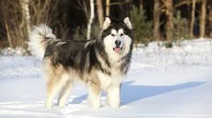 Black and white Alaskan malamute dog with his tongue out is standing in the snow.