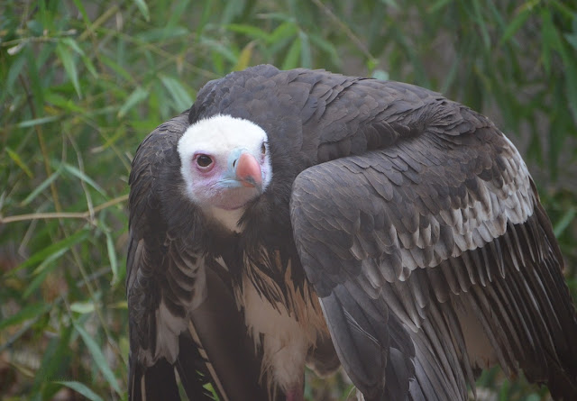 white-headed vulture