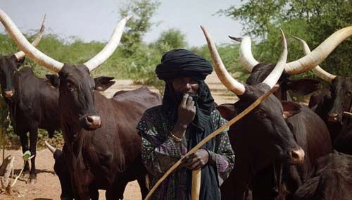 Illegal grazing: 9 Fulani herdsmen, 25 cows, 51 sheep arrested in Abuja