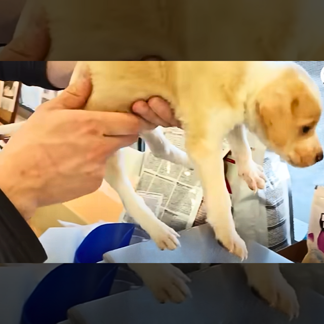 Heartwarming Puppy Rescue: Filthy Pup Found in Trash Begs for a New Home