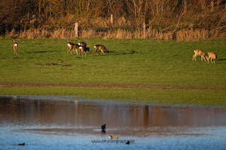 Wildlifefotografie Naturfotografie Lippeaue Olaf Kerber