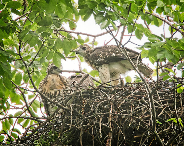 All three chicks in the nest