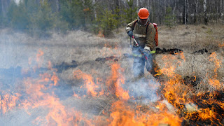 Survive in a Forest Fire