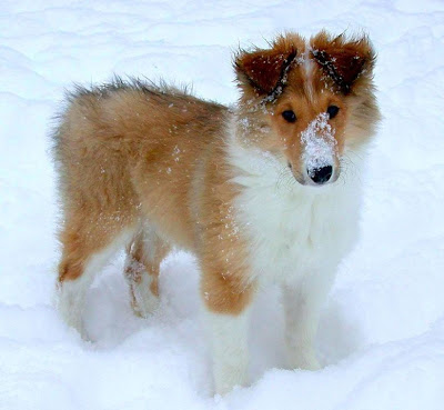 Collie Puppy Picture