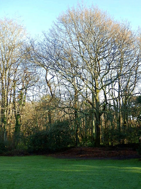 Trees in Cornwall at Pinetum Gardens, Cornwall