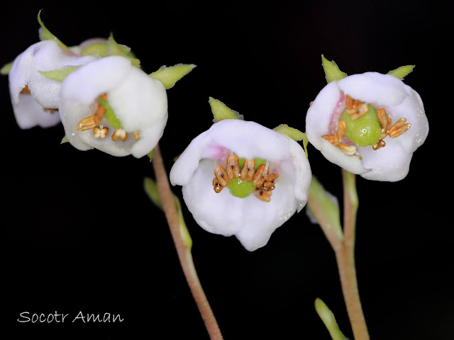 Chimaphila japonica