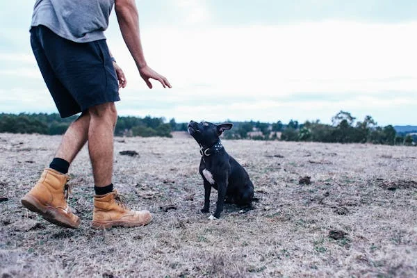 How to know your dog's behavior-2