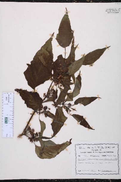 Capsicum stramoniifolium