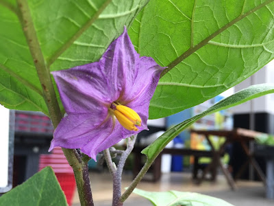 √99以上 ナス 科 植物 758694-ナス科 植物学研究者