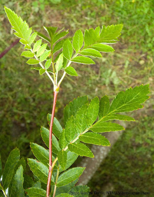 Рябина Мейниха / Хедлундия Мейниха (Sorbus meinichii, =Hedlundia meinichii)