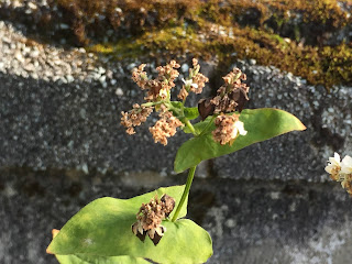 お店の前にある夏そばの花に、黒いそばの実がなりました。