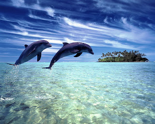 Imagenes tiernas de delfines