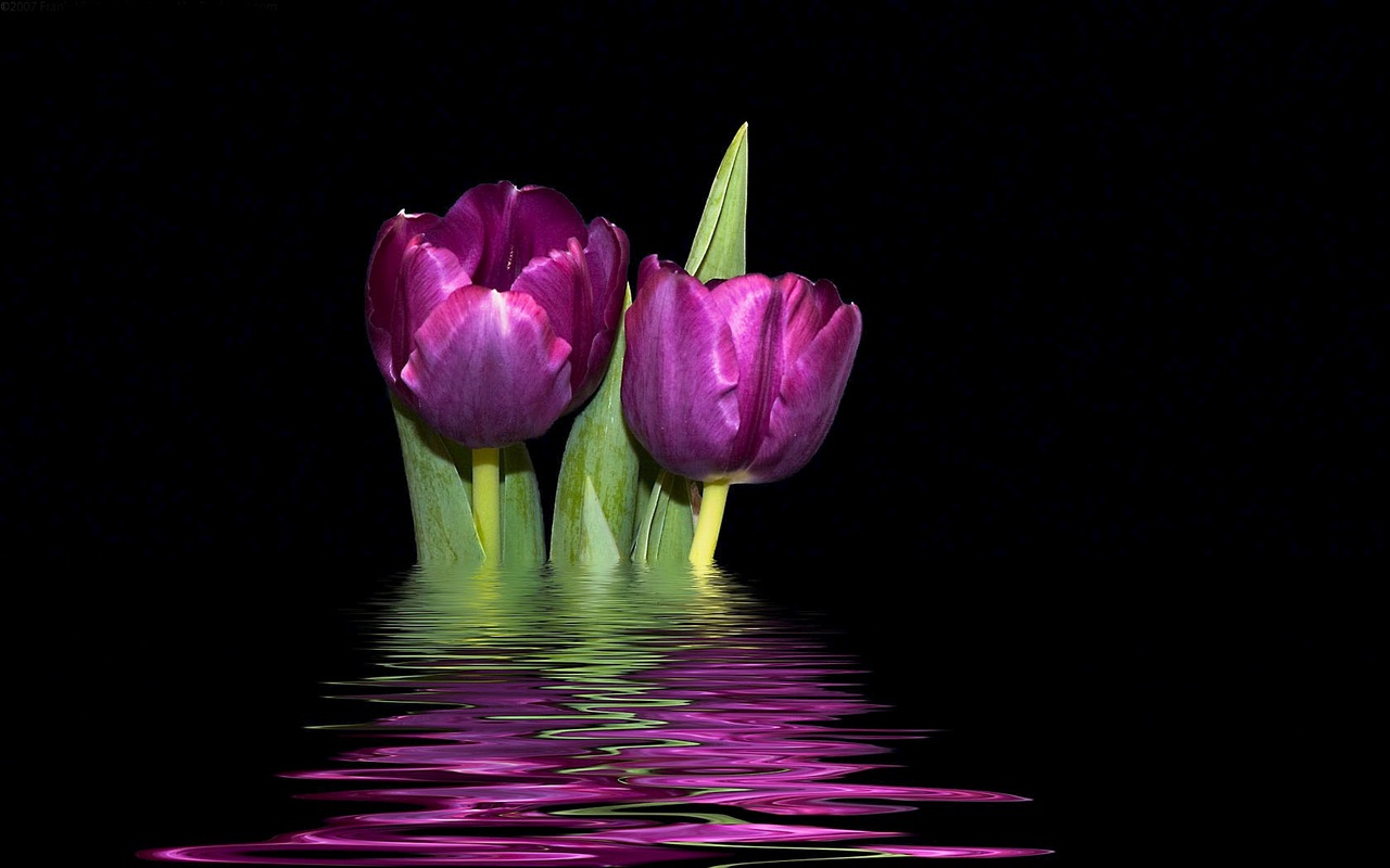 Purple Tulips  Background  Hd  Desktop  Wallpaper 