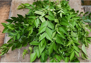 Curry-Leaves-Benefits-For-Skin