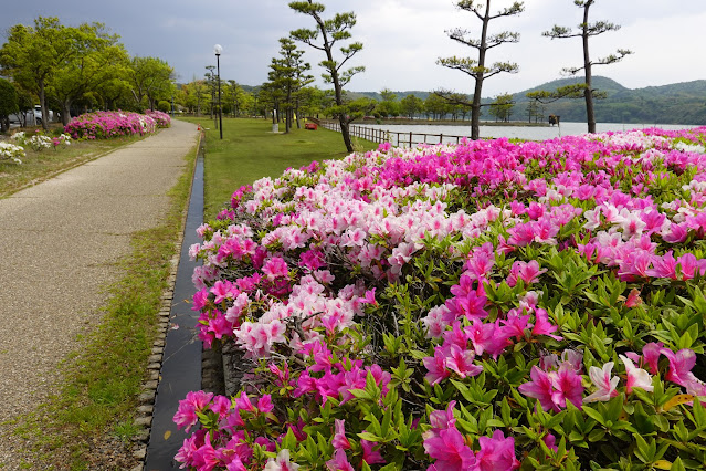 鳥取県東伯郡湯梨浜町下浅津 東郷湖羽合臨海公園浅津公園