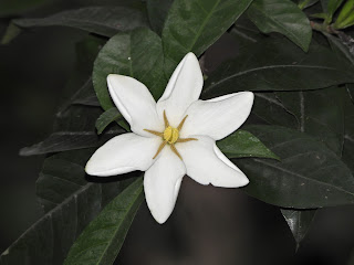 Common Gardenia in Changsha