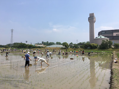「こしがや田んぼアート2016」田植えについて