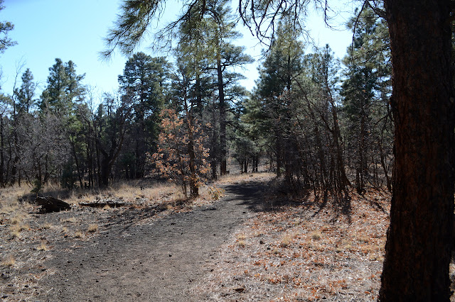 oaks with no leaves