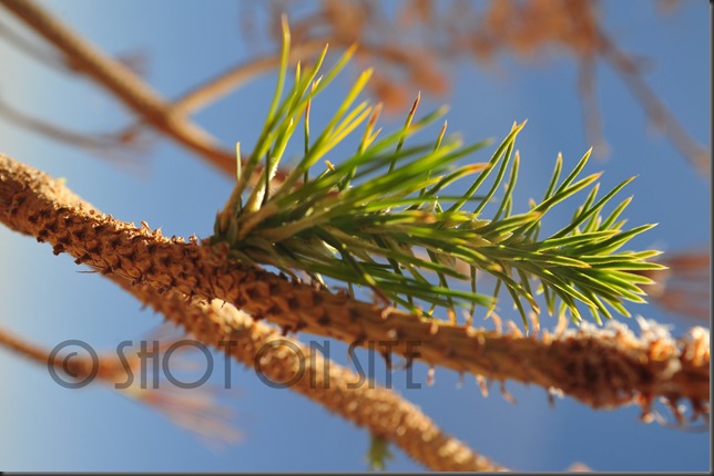 needles