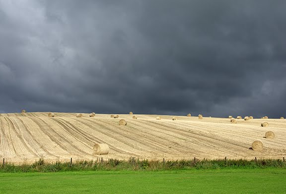 the stubble from Golden Promise barley harvested for the Macallan