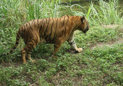 ROM SAFARI 117