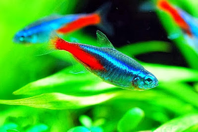 Ikan Neon Tetra Yang Indah