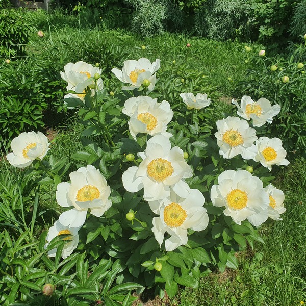 Пион 'Moonrise' / Пион 'Мунрайз' (Paeonia 'Moonrise')