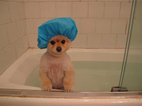 funny animals, puppy bath time
