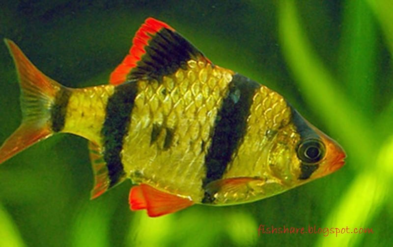 Jenis Ikan  Hias Air Tawar Warna  Belang Kuning  Hitam Ikan  