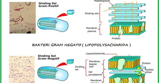 Klasifikasi Bakteri Berdasarkan Dinding Sel, Flagel, dan 